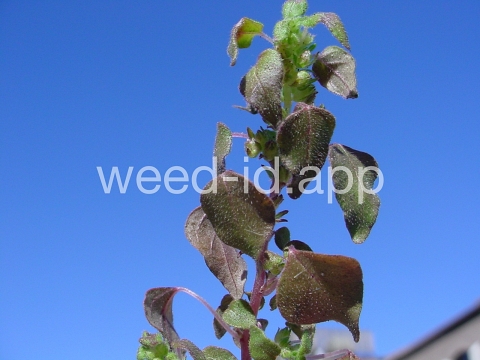 pellitory, Florida
